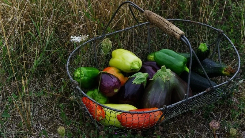 Лунный календарь садовода и огородника на июль 2024 года: сажайте только в эти даты  