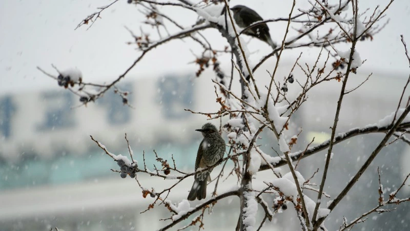 Народные приметы и поверья на 25 января 2025 — что можно и нельзя делать в Татьянин день 