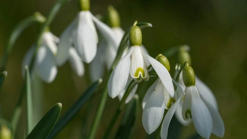 День подснежника 2025: когда отмечают, символика и интересные факты о весеннем цветке