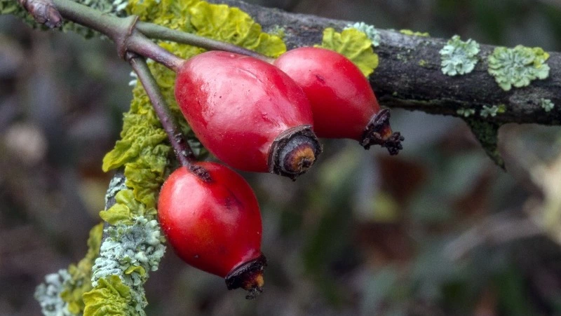 Церковный праздник 1 октября 2024: что строго нельзя делать в этот день, приметы 