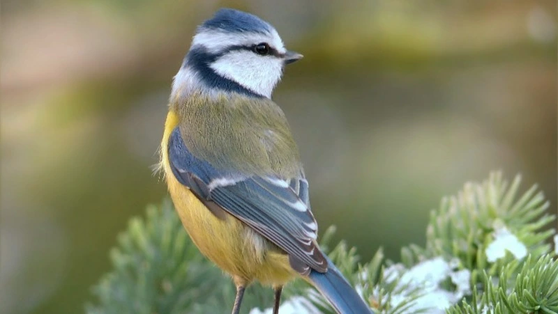 Народные приметы на 11 декабря 2024 года: традиции, что можно и нельзя делать в Сойкин день 