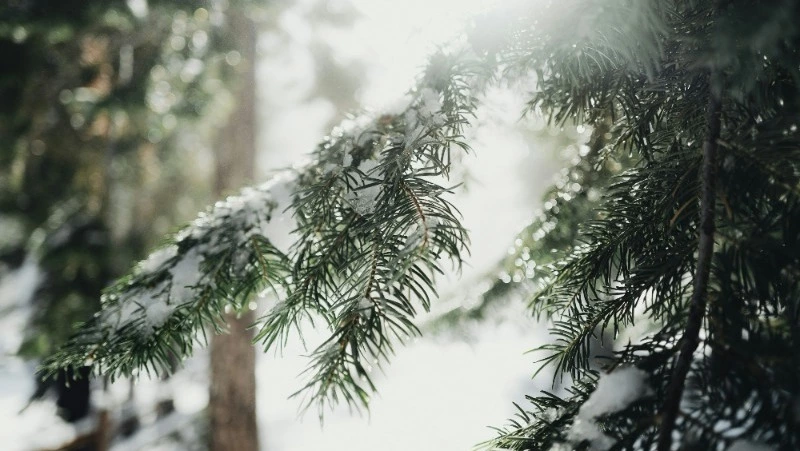 Народные приметы на 30 ноября 2024 — что можно и нельзя делать в день Григория Зимоуказателя 