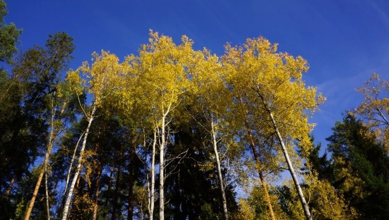 Народные приметы на 16 октября 2024: традиции, что можно и нельзя делать в день Дениса Позимнего 