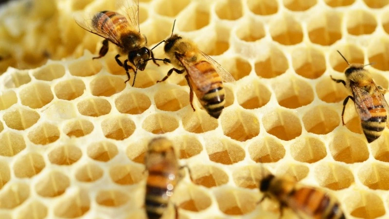 Народные приметы и поверья на 17 января 2025 года — что нельзя делать в день Зосима Пчельника 