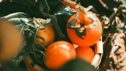 Чудо, а не ягода: ТОП-4 самых полезных свойств хурмы        