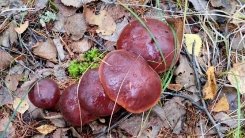 Народные приметы на 2 сентября 2024 года: традиции и приметы в Самойлов день