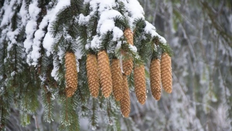 Народные приметы и поверья на 6 декабря 2024 года — что нельзя делать в день в Митрофанов день