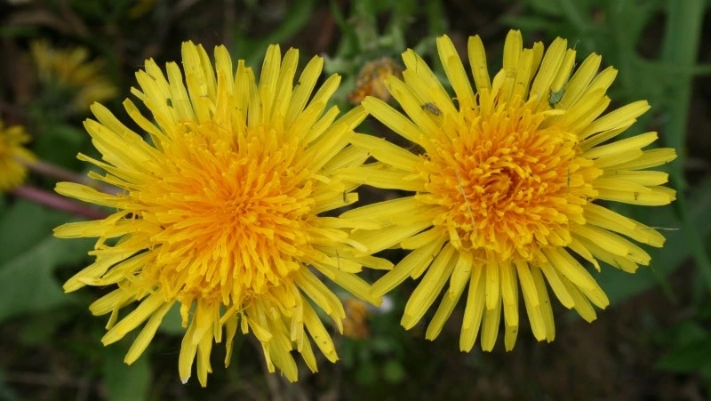 Народные приметы на 10 апреля 2025 года — что нельзя делать в день Илариона 