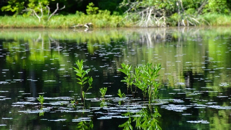 Народные приметы на 8 июня 2024 года: что строго нельзя делать в этот день