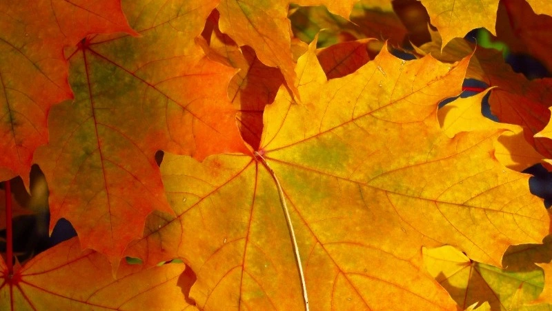 Народные приметы на 11 октября 2024: традиции, поверья, что нельзя делать в Харитонов день