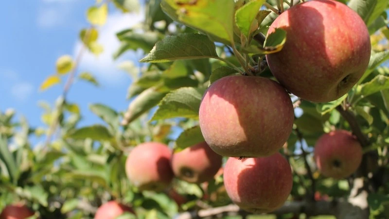 Народные приметы на 8 августа 2024 года: традиции, что можно и нельзя делать в Ермолаев день   