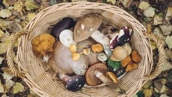 Сушка и маринование грибов: проверенные способы заготовки на зиму