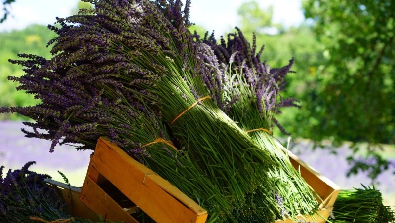 Народные приметы на 9 августа 2024 года: традиции, что можно и нельзя делать