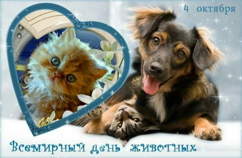 Всемирный день защиты животных 2024: картинки и открытки к празднику 
