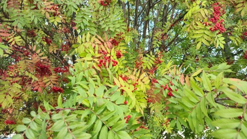 Что приготовить из красной рябины: ТОП-3 рецепта, народные приметы