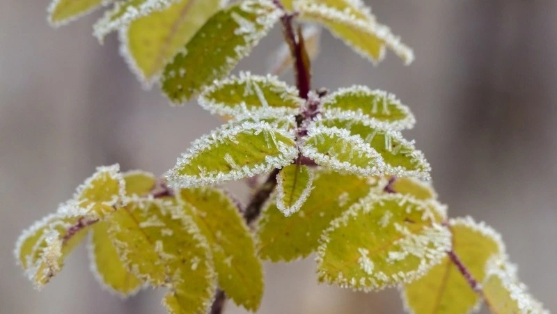 Народные приметы на 29 ноября 2024: что можно и нельзя делать в Матвеев день 