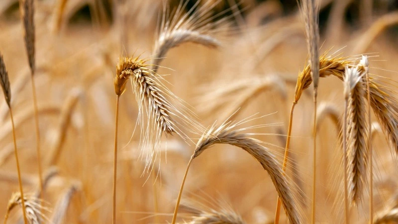 Андрей Налива: народные приметы, традиции, что нельзя делать 17 июля 2024 года