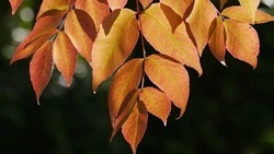 Народные приметы на 22 сентября 2024: что можно и нельзя делать в день Акима и Анны