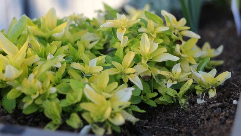 Народные приметы на 29 мая 2024 года: что нельзя делать 