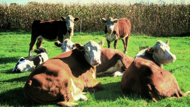 Народные приметы на 22 августа 2024 года: традиции и приметы в Матвеев день