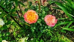 Лунный календарь садовода и огородника на август 2024 года: благоприятные дни 