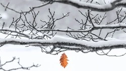 Морозы до -27 градусов и гололед: погода в Сахалинской области 5 декабря  