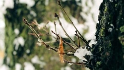 Небольшой плюс и без существенных осадков: погода на Сахалине и Курилах 21 ноября 