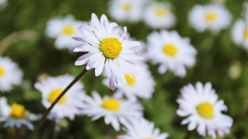 Народные приметы на 15 мая 2024 года: что нельзя делать