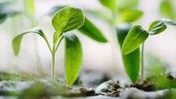 Лунный посевной календарь на февраль 2025 года: благоприятные дни 