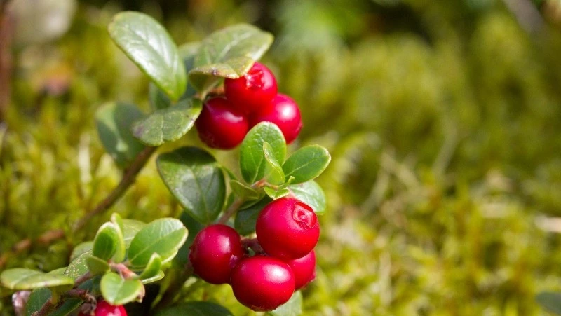 Брусника — 5 полезных свойств для организма 