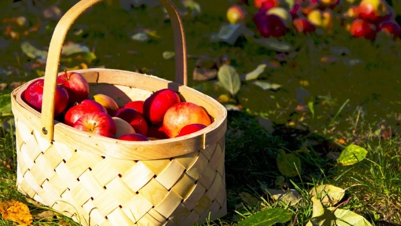 Яблочный спас в 2024 году: история и традиции праздника, что нельзя делать