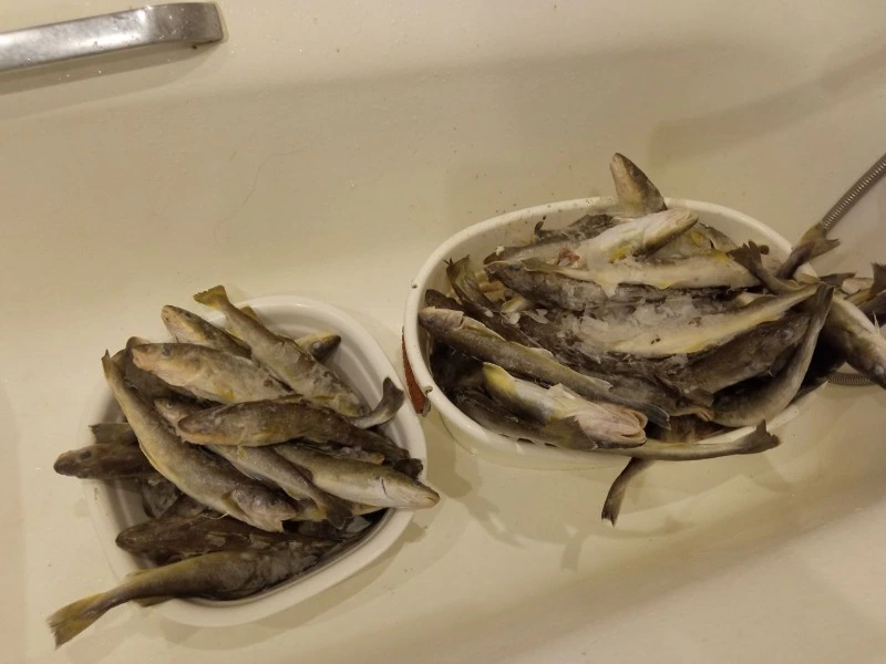 Писатель Денис Чернов поделился со своими читателями рецептом приготовления наваги