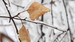 Слабый снег и крепкий ветер: погода в Сахалинской области на пятницу, 22 ноября 