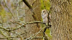 День орнитолога 2025: история и традиции праздника, интересные факты