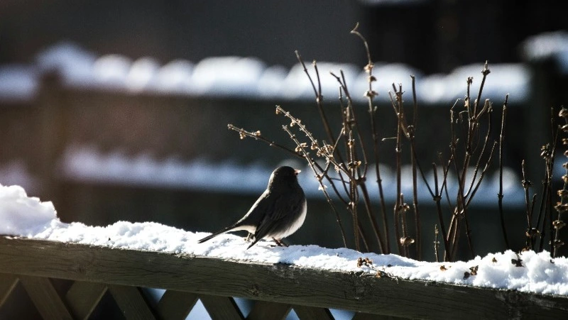 Народные приметы на 31 января 2025: традиции, поверья, что нельзя делать в Афанасьев день    