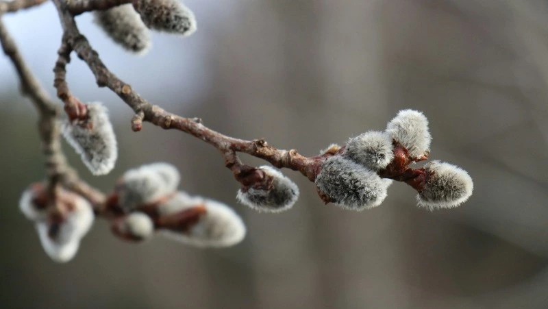 Народные приметы на 7 апреля 2024 года: что нельзя делать 