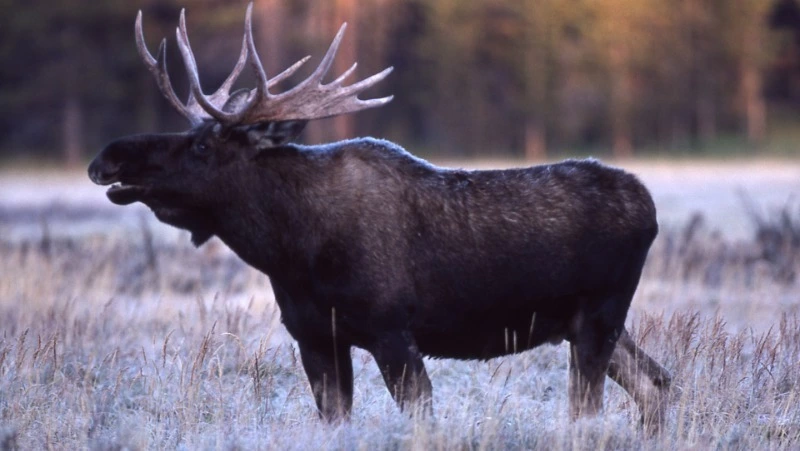 Народные приметы на 10 декабря 2024: традиции, что нельзя делать в Романов день 