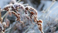 Снежная погода с метелью ожидается в Сахалинской области 26 февраля 