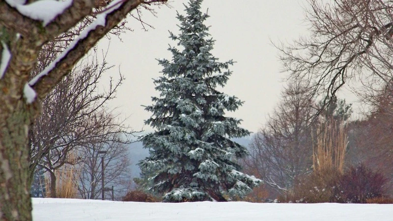 Народные приметы и поверья на 17 декабря 2024 года — что нельзя делать в Варварин день