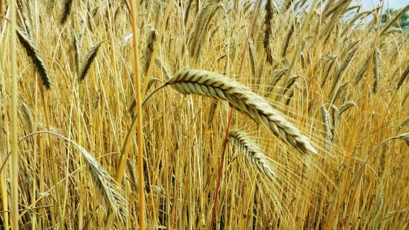 Народные приметы на 2 августа 2024: традиции, поверья, что нельзя делать  