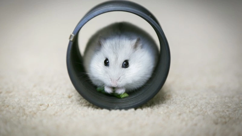 12 апреля 2024 года: какие сегодня праздники отмечают в России и мире