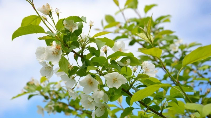 Народные приметы на 3 мая 2024 года: что нельзя делать 