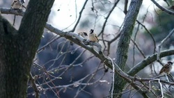 Народные приметы и поверья на 28 марта 2025 года — что нельзя делать в Александров день