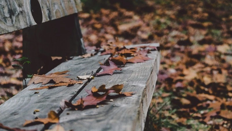 Народные приметы и поверья на 18 октября 2024 года — что нельзя делать в Харитинин день 