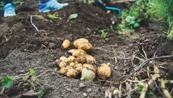 Когда сажать картофель в 2025 году: благоприятные дни по лунному календарю 