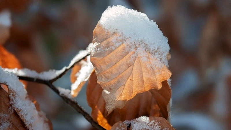 Циклон обрушит осадки и сильный ветер на Сахалин и Курилы: погода на неделю 