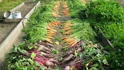 Лунный календарь садовода и огородника на июнь 2024 года: когда и что сажать   