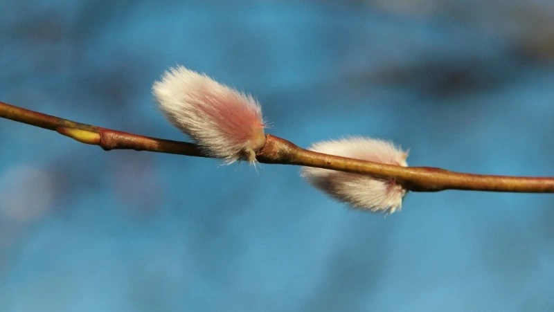 Вербное воскресенье в 2025 году: дата, история и традиции праздника