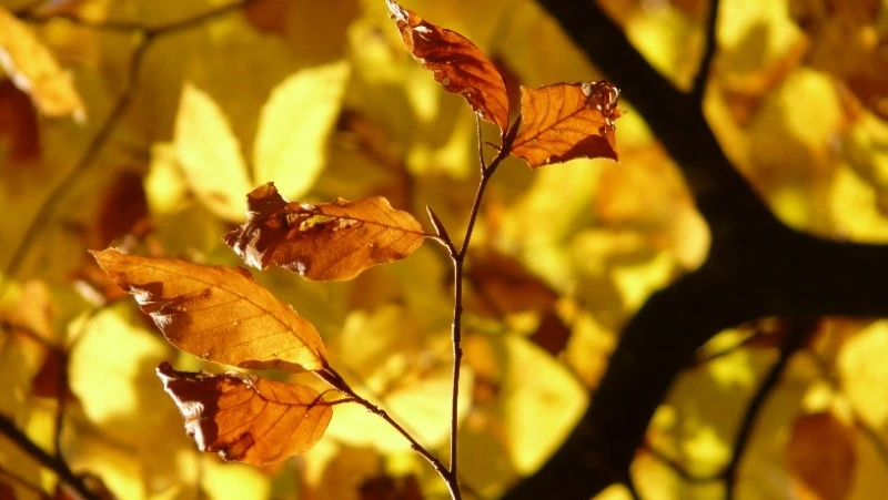 Прохладно и без осадков: прогноз погоды в Сахалинской области на 10 октября