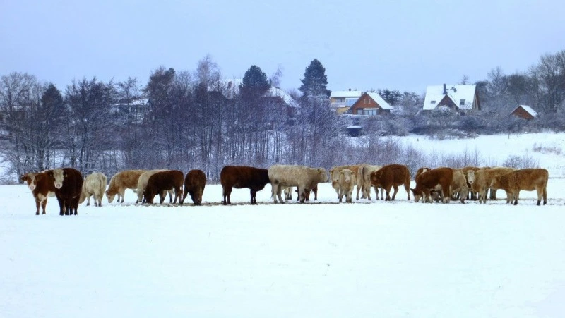 Народные приметы и поверья на 16 января 2025 года — что нельзя делать в Гордеев день   